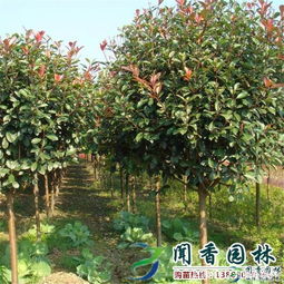 红叶石楠， 美得不像话