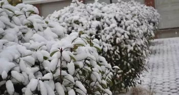 苗木防寒的必要性