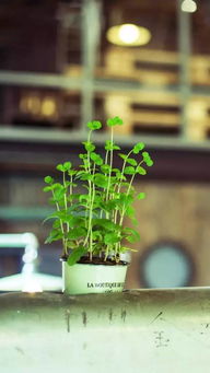 竹梅情缘，坚韧花卉，自然之美永流传