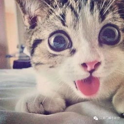 及时就医：猫咪的救命稻草