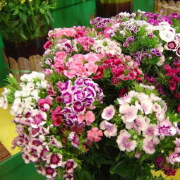 阳光充足， 石竹的“阳光伙伴”