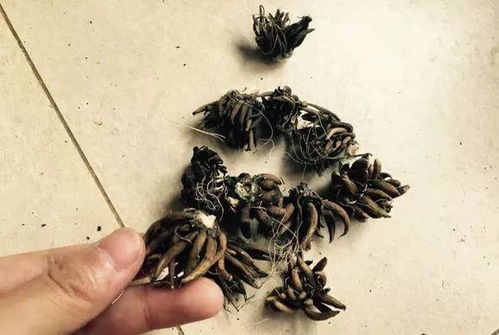 松针土的消毒步骤