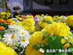 石竹花，寓意坚韧与美丽
