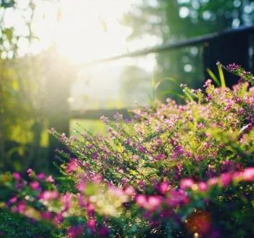 美丽与凶险的共存：花草风景中的剧毒植物