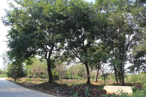 2. 注意地下害虫防治