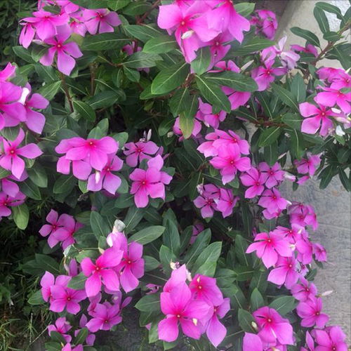 四大金刚必须认识