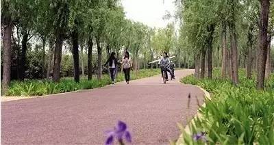 地被类植物大集合