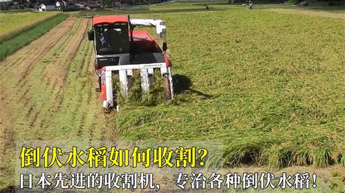 水稻倒伏后如何高效收割