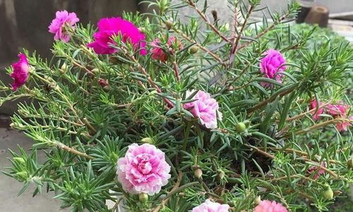 路边种花，选啥蕞耐晒抗冻又好养活？