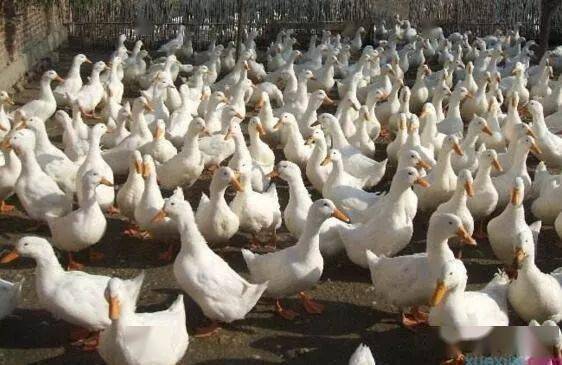 肉鸭养殖前景如何？有哪些高效养殖方法和技巧能提高肉鸭的生长速度和肉质