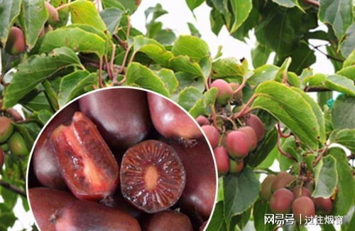 无花果树不打农药，长得怎么样？