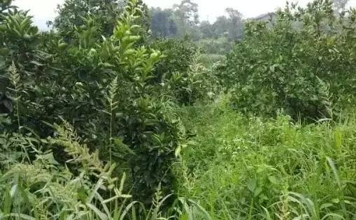 化学除草剂：双刃剑