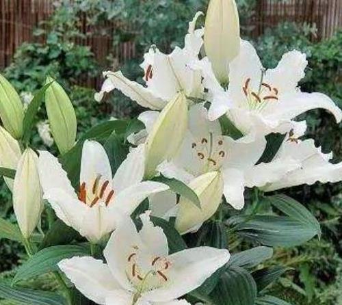 养护小窍门，助你种出好百合