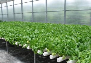 家庭无土栽培方法