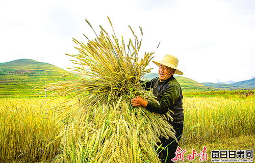 春季精心呵护，助力农作物茁壮成长