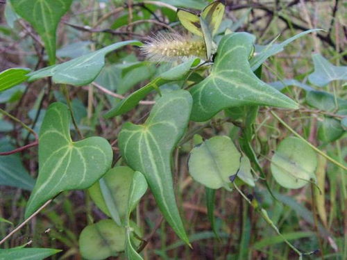 含水多少，价儿也不同