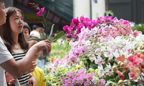 斗南花卉，花中瑰宝