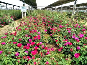 红玫瑰种植过程大揭秘：病虫害防治篇