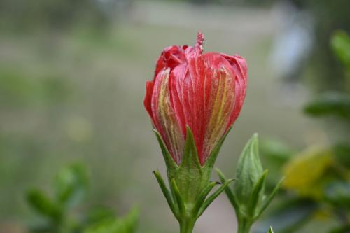 扶桑花蕾掉落，是何原因导致