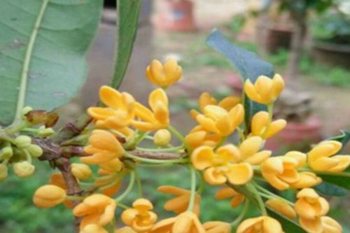 桂花的世界， 名贵品种大盘点