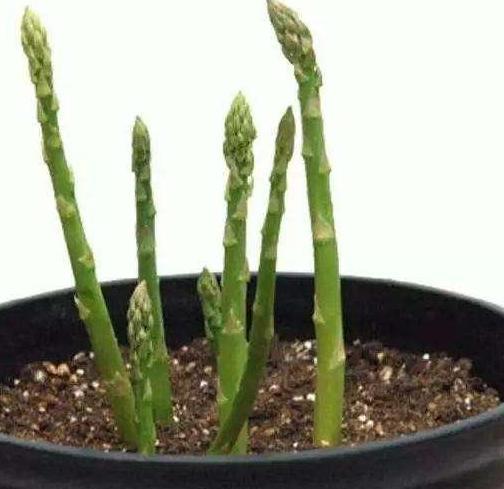 种菜也有学问：抗冻三要素