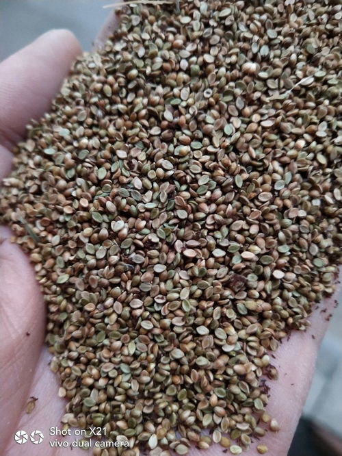 黑麦草和百喜草：快速覆盖的利器