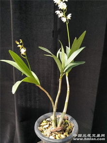 香水石斛花蕾干枯，是何原因导致