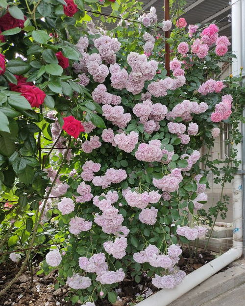 蓝色阴雨月季受欢迎