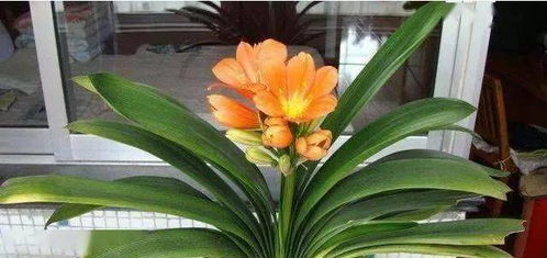 君子兰养护多长时间开花？不同品种开花时间有差异吗