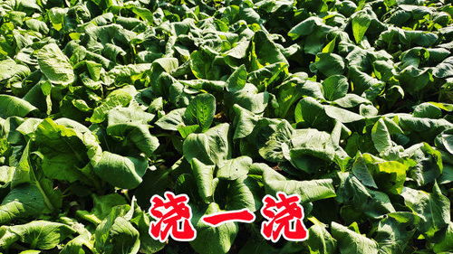 二培种植，了解下？