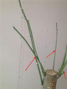 第一步：观察辫子形状