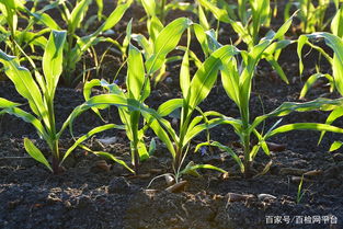 二、土壤环境恶化