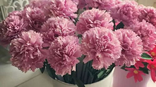 康乃馨怎么养才能开花多？这些方法值得收藏