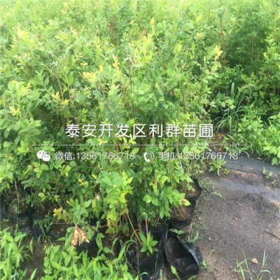 北方常见的绿化苗木，你认识几个？