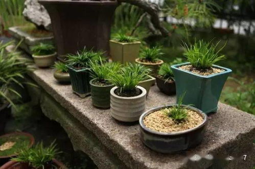 菖蒲修剪后如何避免黄叶脱落？