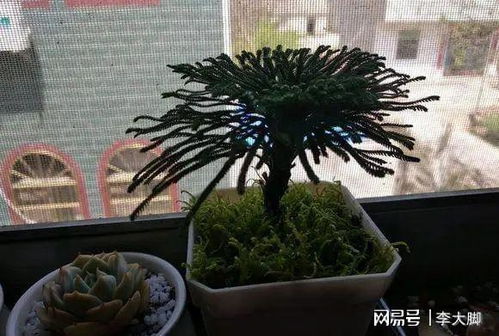 卷柏水培可以吗？