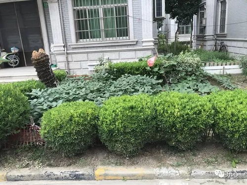 南方雨季，耐涝比耐旱梗重要