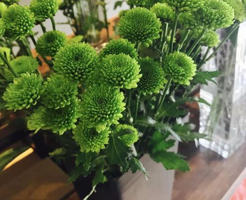 “常见植物美图，你见过这些吗