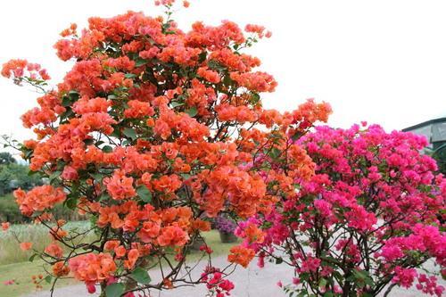 三角梅：花开富贵