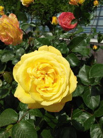 红色月季花：热情如火， 如红霞满天