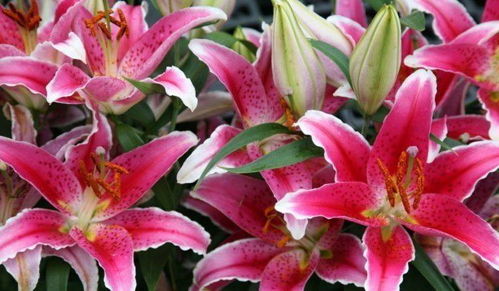 肥料种类大揭秘