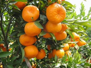 柑橘的“朋友”