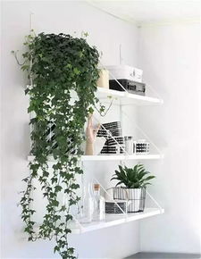 苔藓微景观的新潮流