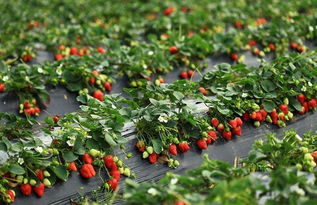 草莓种植过程中农药的使用和危害