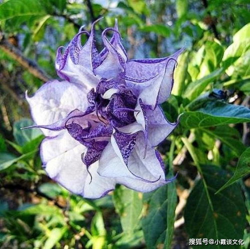 曼陀罗花，神秘花朵
