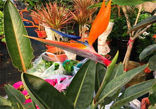 家庭和睦：鹤望兰的温馨祝福