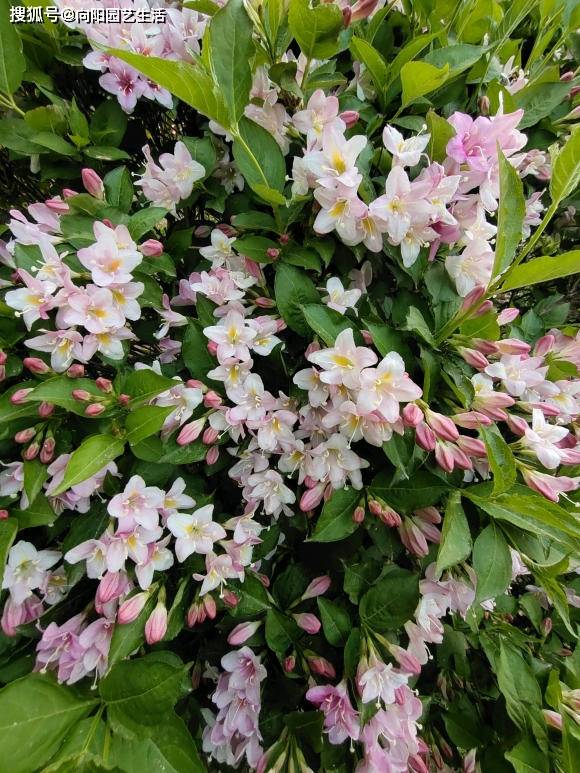 百合花绽放之谜：揭秘不同品种的开花时间与生长周期