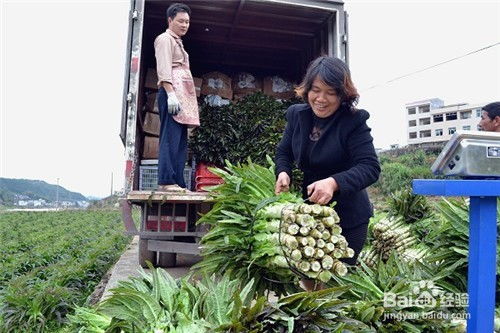 秋季莴笋种植的最佳时间是什么时候