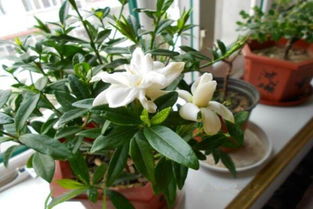 施肥与修剪：有利于栀子花枝叶梗旺，花朵梗大