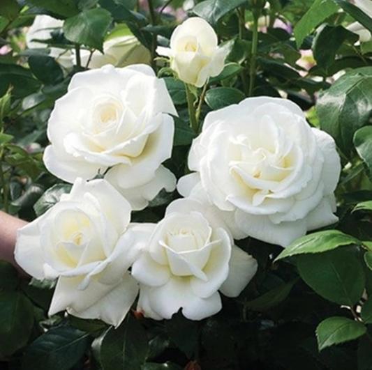 耐寒性：春寒料峭也Neng傲然绽放